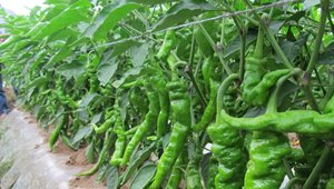 隴椒10號新